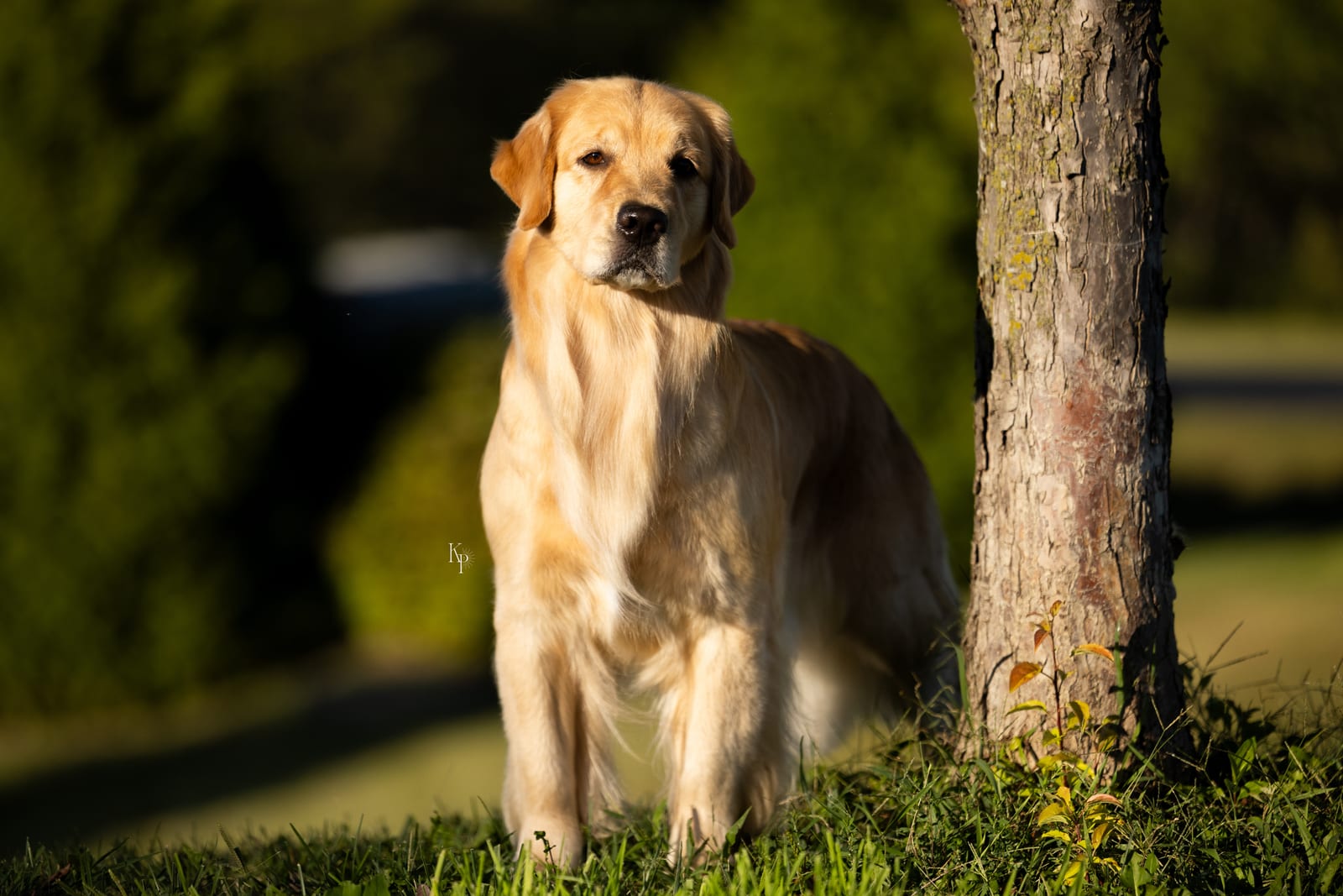 A Galvan Golden Retriever in soft, warm light