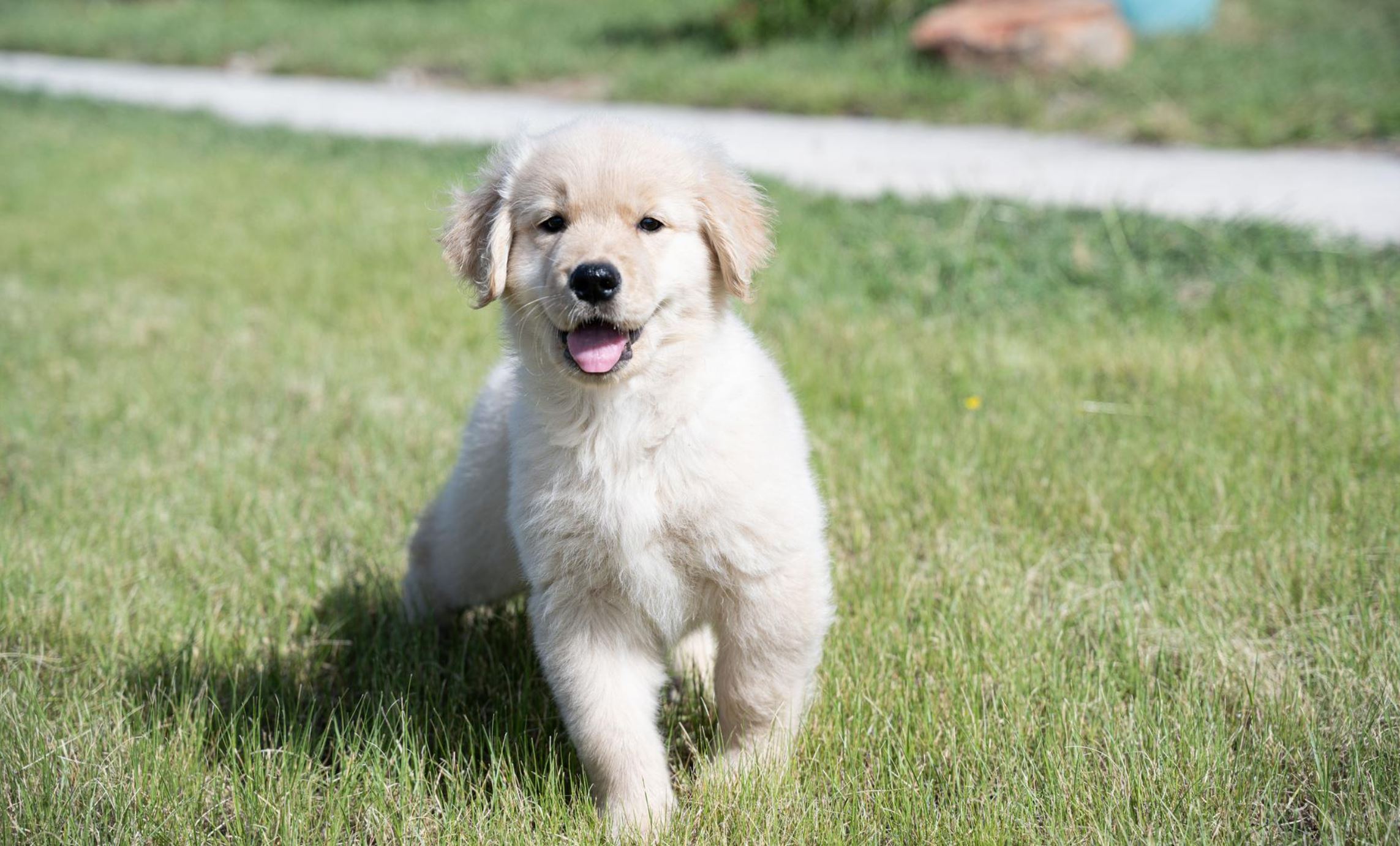 Galvan Goldens puppy in soft golden-hour light, raised in our home with the same care our adult Goldens receive